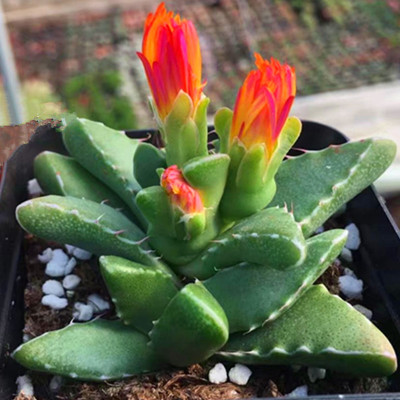 防輻射的植物 防輻射的植物